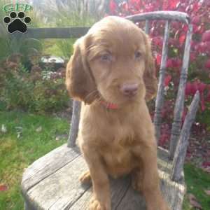 Starr, Golden Irish Puppy