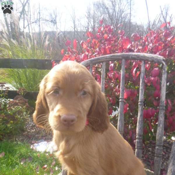 Starr, Golden Irish Puppy