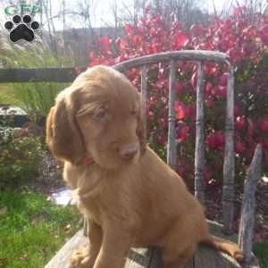 Starr, Golden Irish Puppy