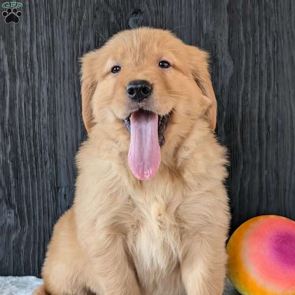 Marko, Golden Retriever Puppy