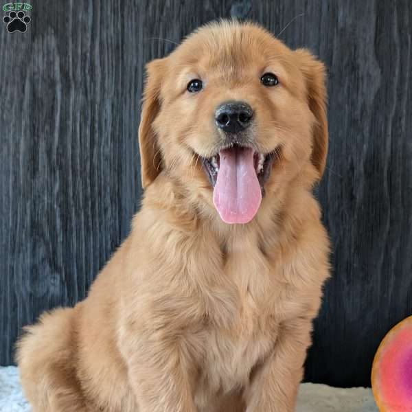 Sophie, Golden Retriever Puppy