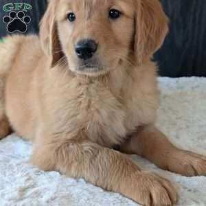 Kylie, Golden Retriever Puppy