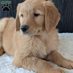 Kylie, Golden Retriever Puppy