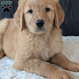 Kylie, Golden Retriever Puppy