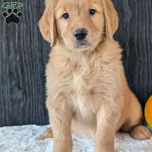 Kylie, Golden Retriever Puppy