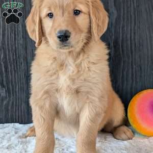 Kylie, Golden Retriever Puppy