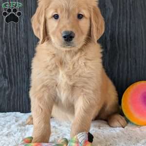 Kylie, Golden Retriever Puppy