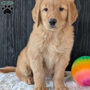 Kylie, Golden Retriever Puppy