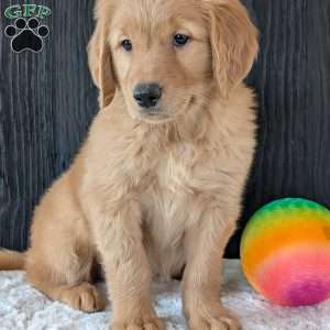 Kylie, Golden Retriever Puppy