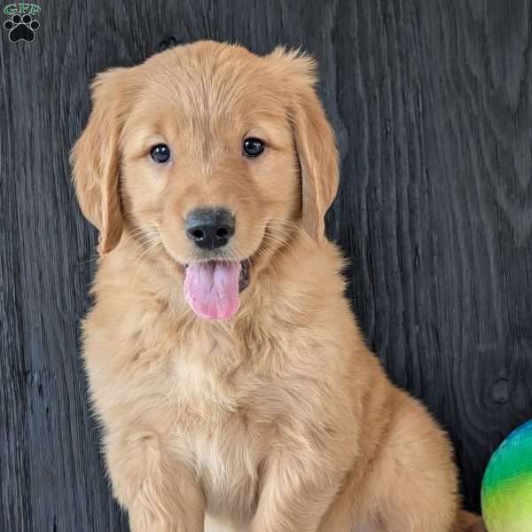 Kylie, Golden Retriever Puppy