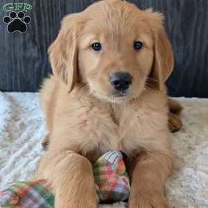 Kylie, Golden Retriever Puppy