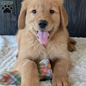 Kylie, Golden Retriever Puppy