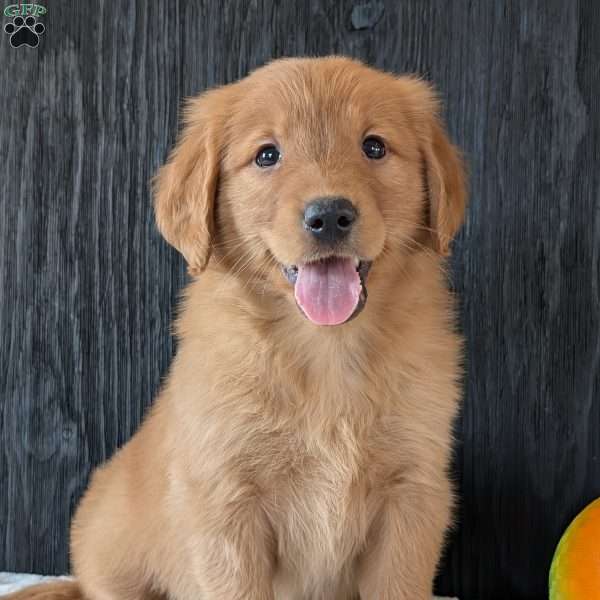 Mikey, Golden Retriever Puppy