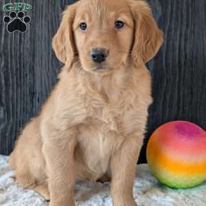 Annie, Golden Retriever Puppy