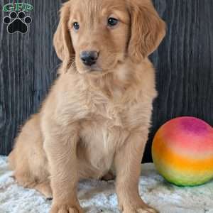 Annie, Golden Retriever Puppy