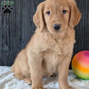 Annie, Golden Retriever Puppy