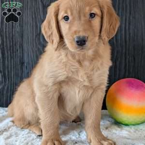 Annie, Golden Retriever Puppy