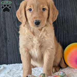 Annie, Golden Retriever Puppy