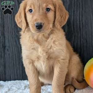 Annie, Golden Retriever Puppy