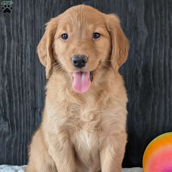 Annie, Golden Retriever Puppy