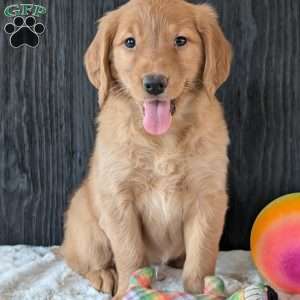 Annie, Golden Retriever Puppy