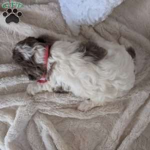 Brooke, Cavapoo Puppy