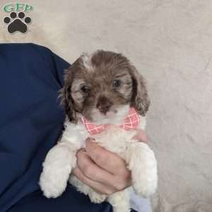 Brooke, Cavapoo Puppy