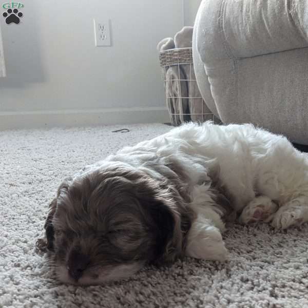 Brooke, Cavapoo Puppy