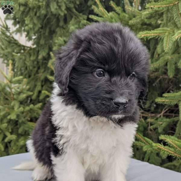 Coen, Newfoundland Puppy