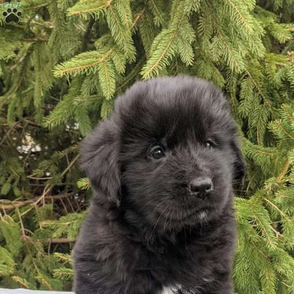 Eleanor, Newfoundland Puppy