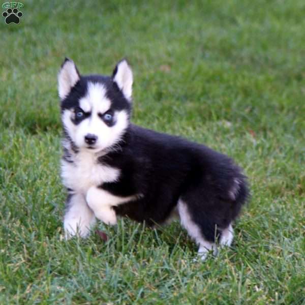 Paige, Siberian Husky Puppy