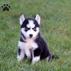 Paige, Siberian Husky Puppy