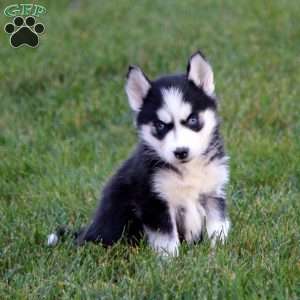 Paige, Siberian Husky Puppy