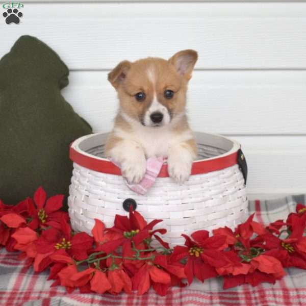 Pansy, Pembroke Welsh Corgi Puppy