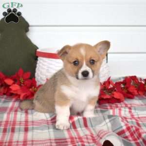 Pansy, Pembroke Welsh Corgi Puppy