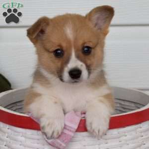 Pansy, Pembroke Welsh Corgi Puppy