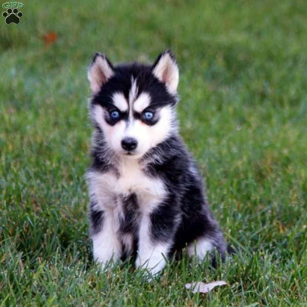 Pansy, Siberian Husky Puppy