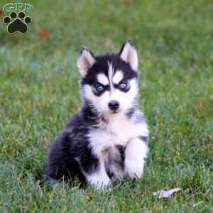 Pansy, Siberian Husky Puppy