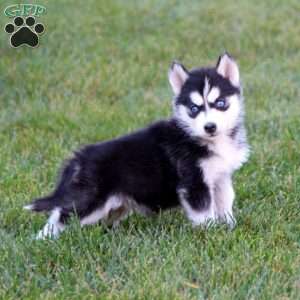 Pansy, Siberian Husky Puppy