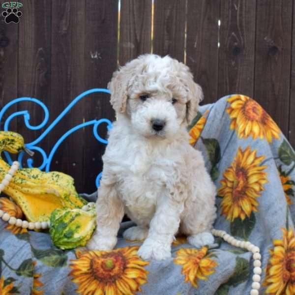 Parker, Mini Bernedoodle Puppy