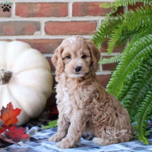 Parker, Cockapoo Puppy