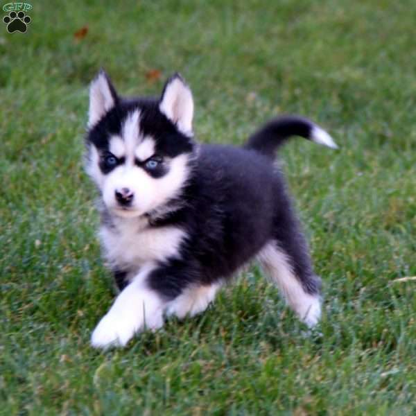 Parker, Siberian Husky Puppy