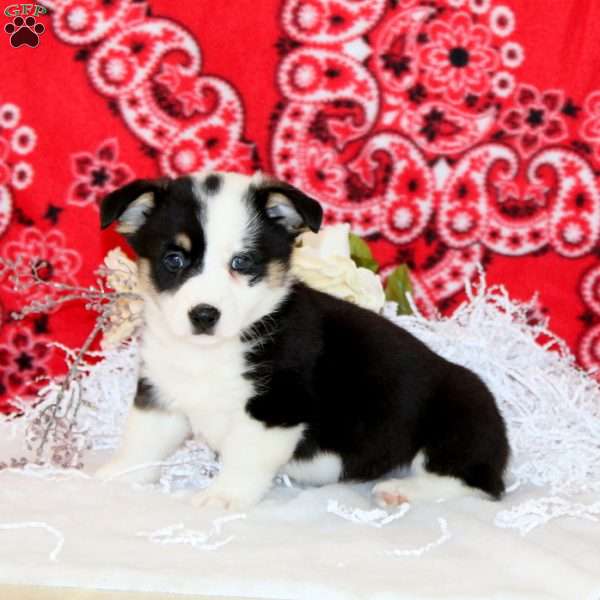 Parker, Pembroke Welsh Corgi Puppy