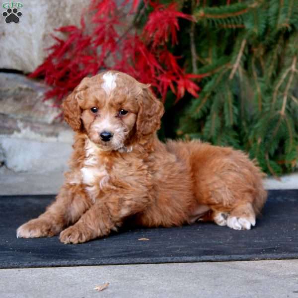 Parker, Mini Goldendoodle Puppy