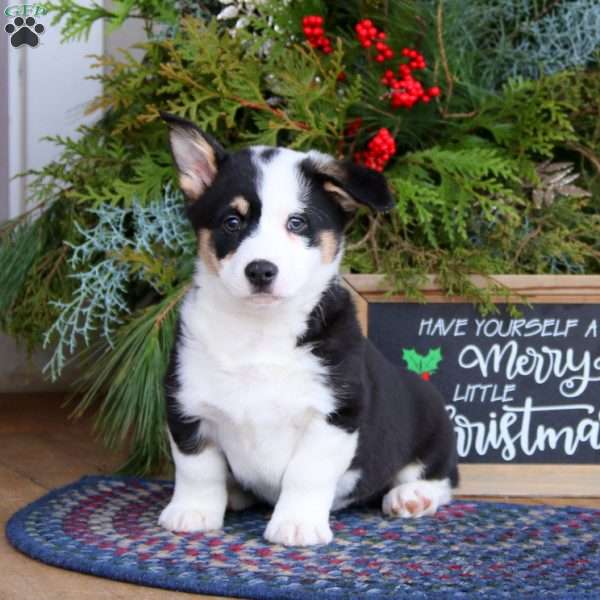 Parker, Pembroke Welsh Corgi Puppy