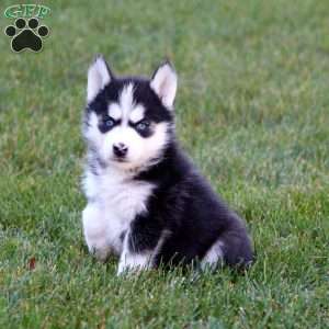 Parker, Siberian Husky Puppy