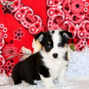 Parker, Pembroke Welsh Corgi Puppy