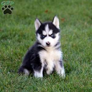 Parker, Siberian Husky Puppy