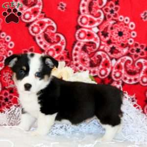 Parker, Pembroke Welsh Corgi Puppy