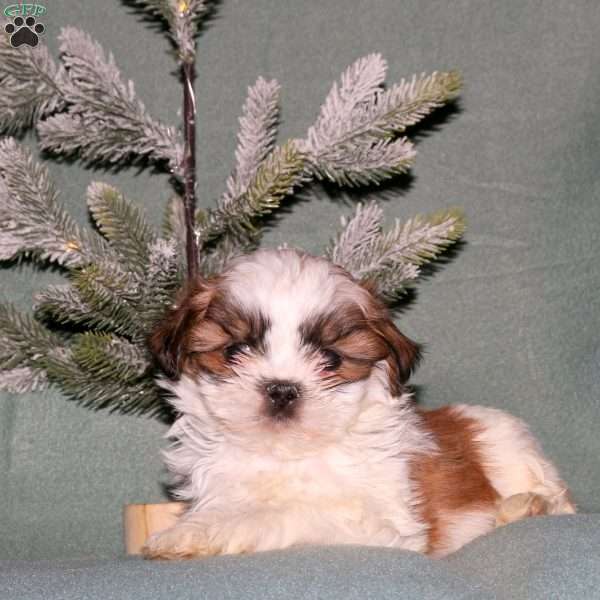 Patch, Teddy Bear Puppy